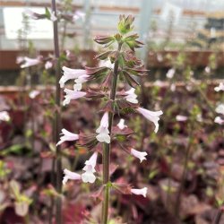 Salvie, Lyre- <br>'Purple Volcano' <br><i>Salvia lyrata</i>