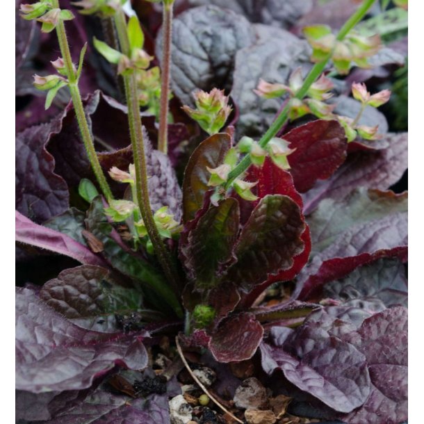 Salvie, Lyre- <br>'Purple Volcano' <br><i>Salvia lyrata</i>
