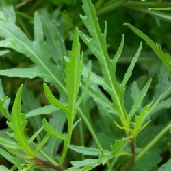 Sennep, Sand- <br>'Vild Rucola' <br><i>Diplotaxis tenuifolia</i>
