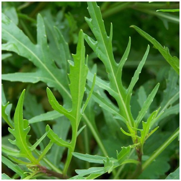 Sennep, Sand- <br>'Vild Rucola' <br><i>Diplotaxis tenuifolia</i>
