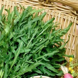 Sennep, Sand- <br>'Vild Rucola' <br><i>Diplotaxis tenuifolia</i>