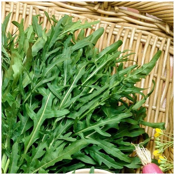 Sennep, Sand- <br>'Vild Rucola' <br><i>Diplotaxis tenuifolia</i>