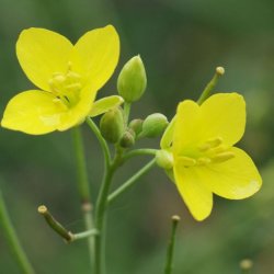 Sennep, Sand- <br>'Vild Rucola' <br><i>Diplotaxis tenuifolia</i>