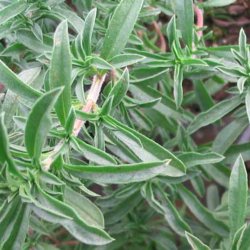 Sar, <br>Vinter- <br><i>Satureja montana</i>