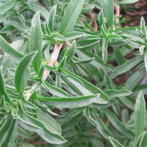 Sar, <br>Vinter- <br><i>Satureja montana</i>