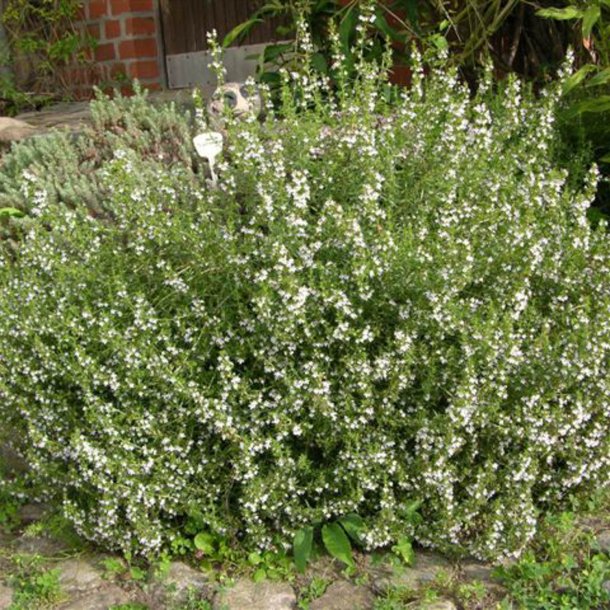 Sar, <br>Vinter- <br><i>Satureja montana</i>