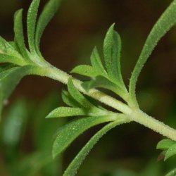 Sar, <br>Vinter- <br><i>Satureja montana</i>
