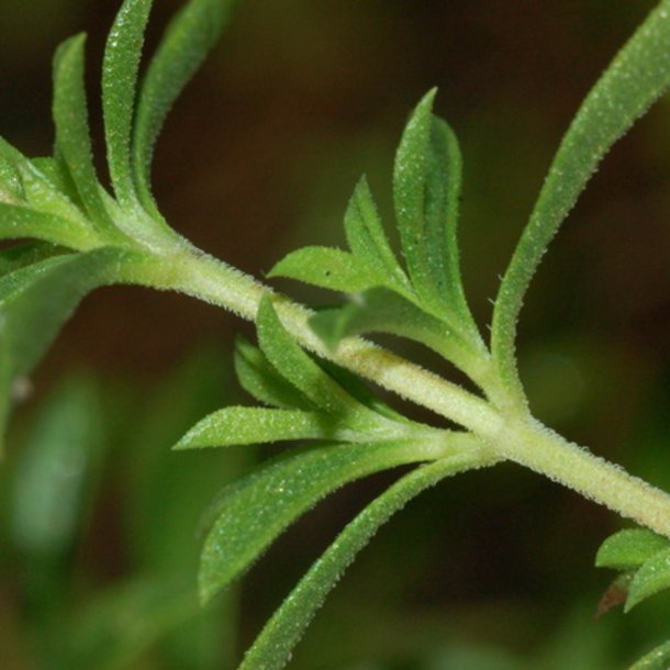 Sar, <br>Vinter- <br><i>Satureja montana</i>