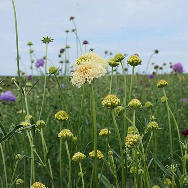 Enkeblomst 'Fatamorgana'<br><i>Scabiosa atropurpurea</i>