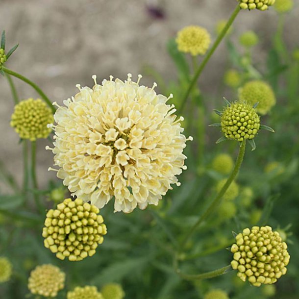 Enkeblomst 'Fatamorgana'<br><i>Scabiosa atropurpurea</i>