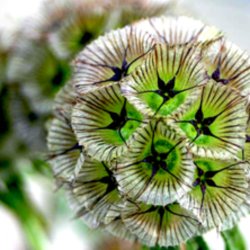 Skabiose, Stjerne- <br><i>Scabiosa stellata</i>