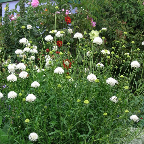 Enkeblomst <br>'Snow Maiden' <br><i>Scabiosa atropurpurea</i> 