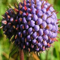 Djvelsbid <br><i>Succisa pratensis </i><br><br>