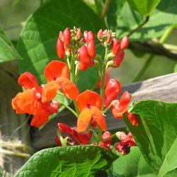 Bnne, Pral- <br>'Scarlet Emperor' <br><i>Phaseolus coccineus</i>