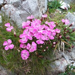 Nellike, Alpe- <br><i>Dianthus alpinus</i><br><br>