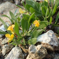 Skorpionsurt <br><i>Scorpiurus muricatus</i><br><br>