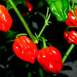 Chili<br>'Scotch Bonnet Jamaican Red'<br><i>Capsicum chinense</i>