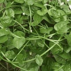 Malabarspinat <br>'Alba' <br><i>Basella alba</i>