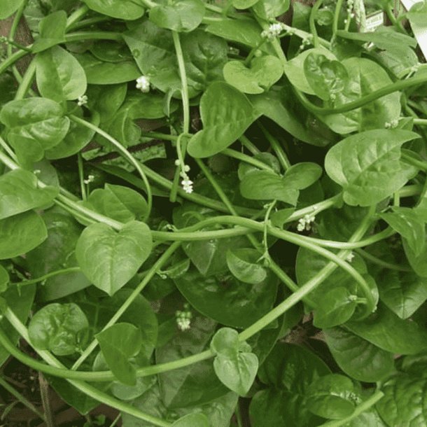Malabarspinat <br>'Alba' <br><i>Basella alba</i>