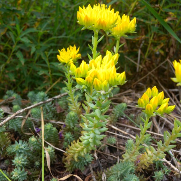 Tripmadam, <br>Bjerg-stenurt <br><i>Sedum rupestre syn. S. reflexum</i>