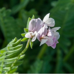 Serradel <br><i>Ornithopus sativus</i><br><br>