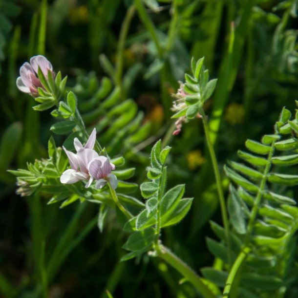 Serradel <br><i>Ornithopus sativus</i><br><br>