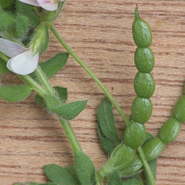 Serradel <br><i>Ornithopus sativus</i><br><br>