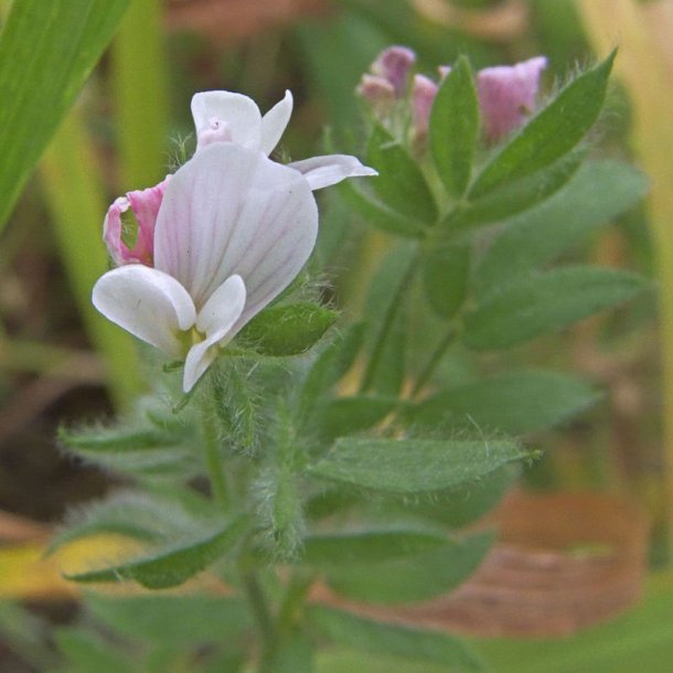 Serradel <br><i>Ornithopus sativus</i><br><br>