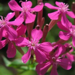 Limurt, <br>Knippe- <br><i>Silene armeria </i>