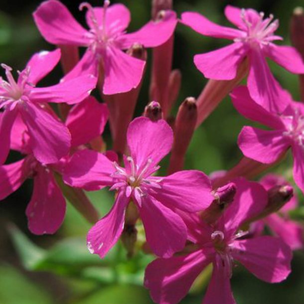 Limurt, <br>Knippe- <br><i>Silene armeria </i>