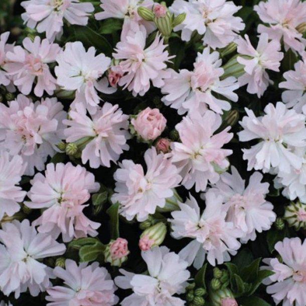 Limurt <br>'Peach Blossum' <br><i>Silene pendula</i>