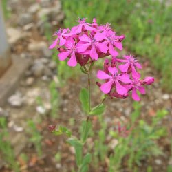 Limurt, <br>Knippe- <br><i>Silene armeria </i>