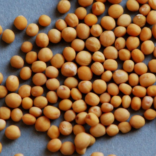 Sennep, <br>gul <br><i>Sinapis alba</i>