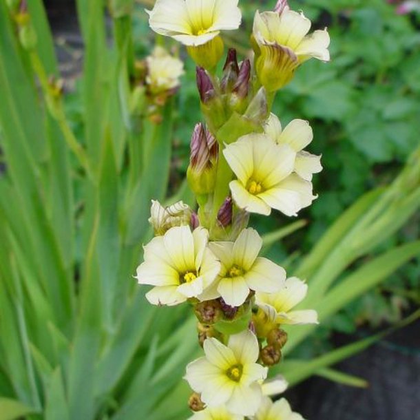 Blje, <br>Stribet <br><i>Sisyrinchium striatum</i>