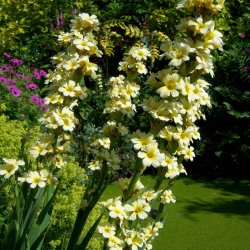 Blje, <br>Stribet <br><i>Sisyrinchium striatum</i>