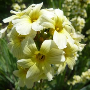 Blje, <br>Stribet <br><i>Sisyrinchium striatum</i>