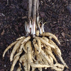 Sukkerrod <br><i>Sium sisarum</i><br><br>