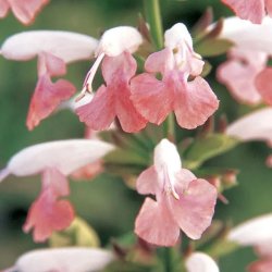 Salvie, Skarlagen- <br>'Summer Jewel Pink' <br><i>Salvia coccinea</i>