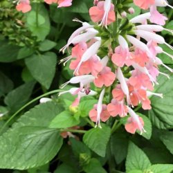 Salvie, Skarlagen- <br>'Summer Jewel Pink' <br><i>Salvia coccinea</i>