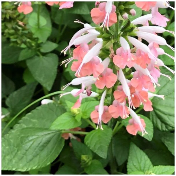 Salvie, Skarlagen- <br>'Summer Jewel Pink' <br><i>Salvia coccinea</i>