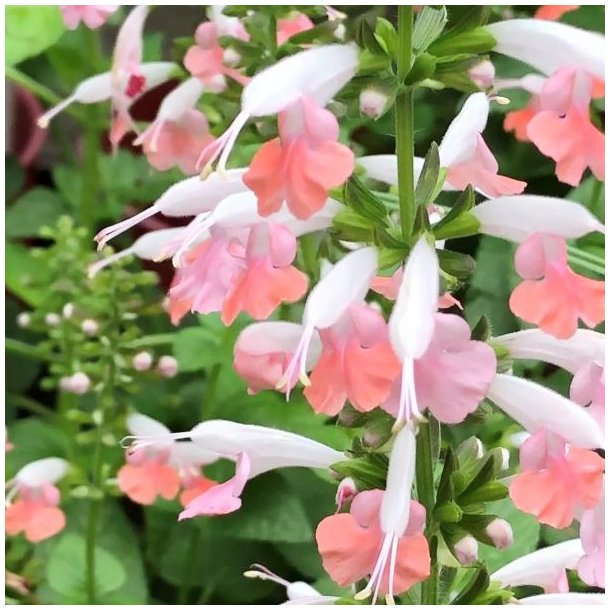 Salvie, Skarlagen- <br>'Summer Jewel Pink' <br><i>Salvia coccinea</i>
