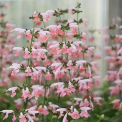 Salvie, Skarlagen- <br>'Summer Jewel Pink' <br><i>Salvia coccinea</i>