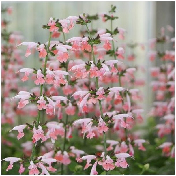 Salvie, Skarlagen- <br>'Summer Jewel Pink' <br><i>Salvia coccinea</i>