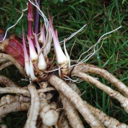 Sukkerrod <br><i>Sium sisarum</i><br><br>