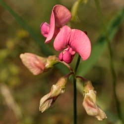 Fladblg, <br>Skov- <br><i>Lathyrus sylvestris </i>