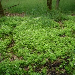 Skovm�rke <i>Galium odoratum</i>  