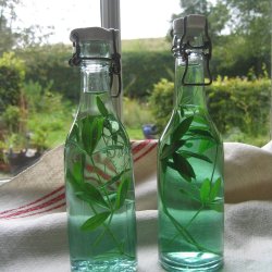 Skovm�rke <i>Galium odoratum</i>  