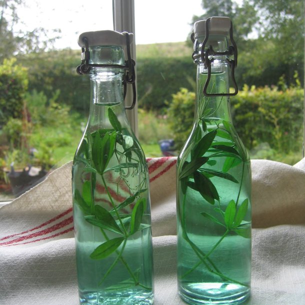 Skovm�rke <i>Galium odoratum</i>  
