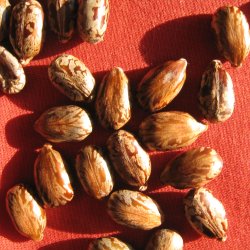 Olieplante <br>'Gibsonii'<br><i>Ricinus communis</i>