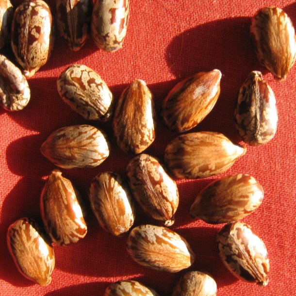 Olieplante <br>'Gibsonii'<br><i>Ricinus communis</i>